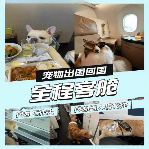 三亚宠物托运到白俄罗斯宠物入境规定和要求